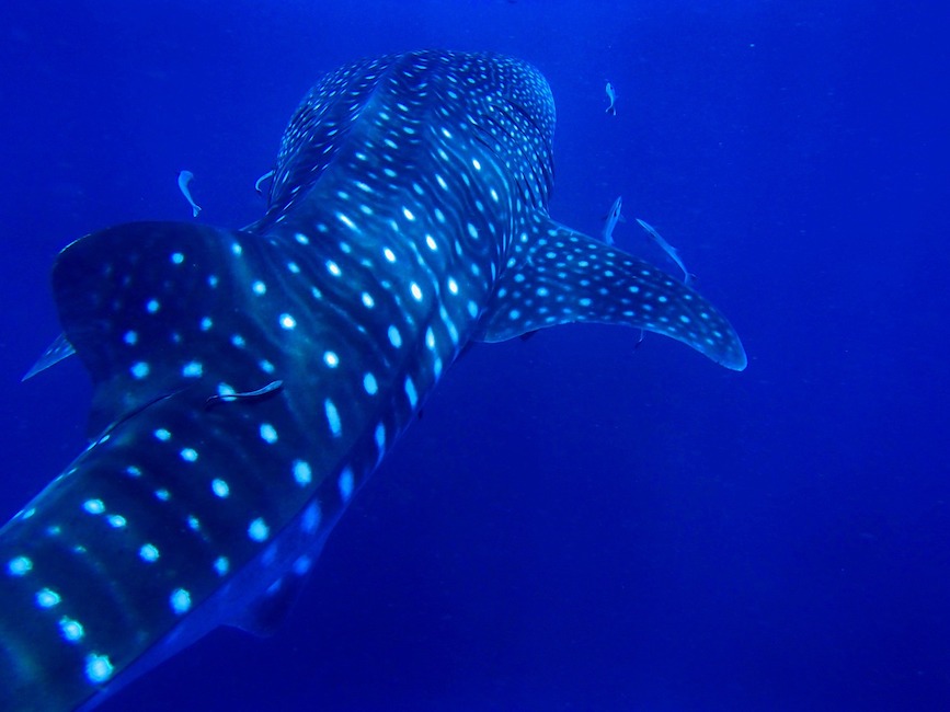 Whale Shark Indonesia: Best places to swim or dive 