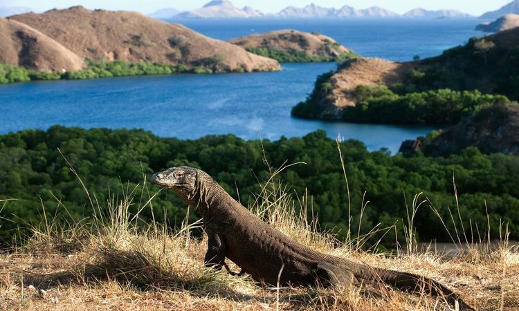 Komodo dragon at their home, Komodo Island. See on your Komodo tour package
