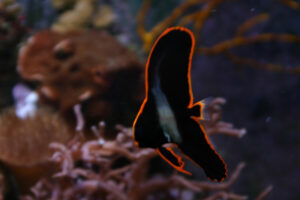 Pinnate Batfish