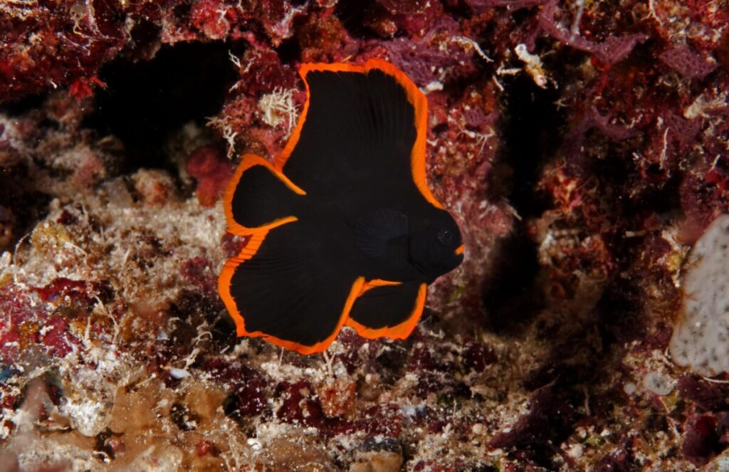 pinnate batfish