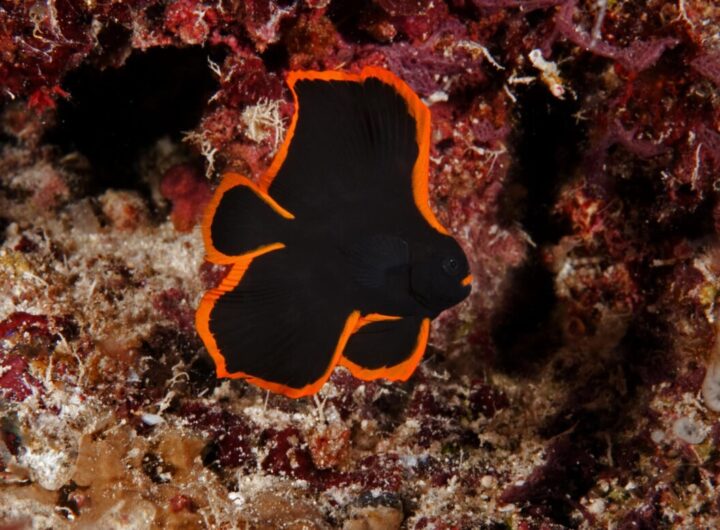pinnate batfish