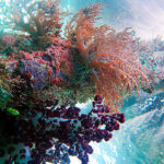 Raja Ampat Diving