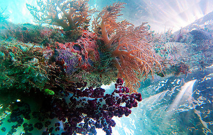 Raja Ampat Diving